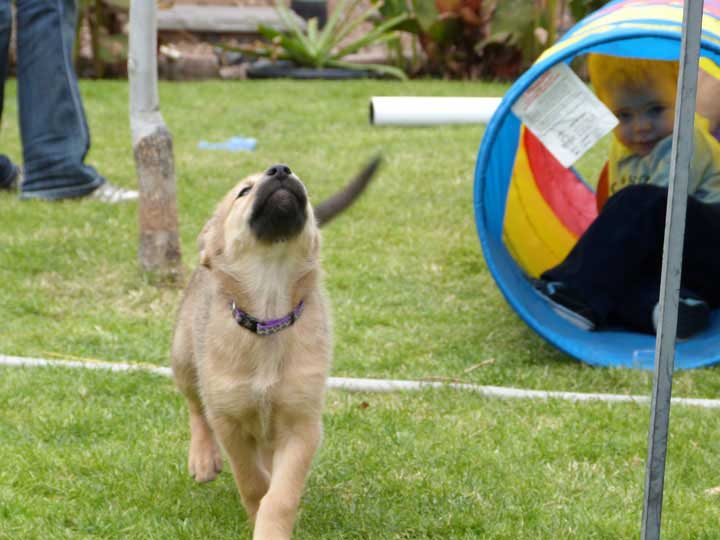 chinook dog